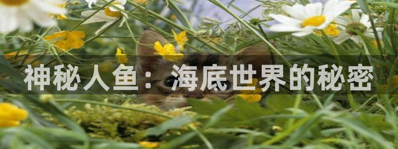 少年白马醉春风西瓜影院免费观看